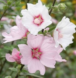 /images/plants/Lavatera_Barnsley_Baby.jpg