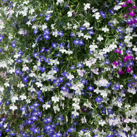 /images/plants/Lobelia_Fountain_Mixed.jpg