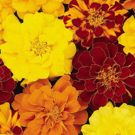 /images/plants/Marigold_French_Durango_Mixed.jpg
