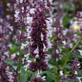 /images/plants/Nepeta_Whispurr_Pink.jpg