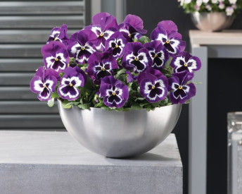 /images/plants/Pansy-EVO-F1-Violet-Face.jpg