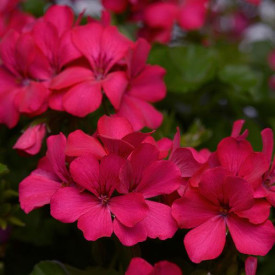 /images/plants/Pelargonium__Geranium__Marcada_Magenta.jpg