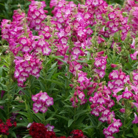 /images/plants/Penstemon_Arabesque_Orchid.jpg