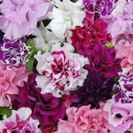/images/plants/Petunia_Double_Pirouette_Mix.jpg