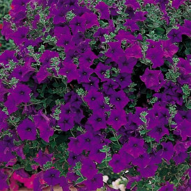 /images/plants/Petunia_Surfinia_Blue.jpg