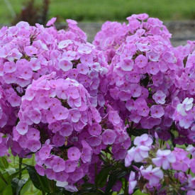 /images/plants/Phlox_Fashionably_Early_Flamingo.jpg