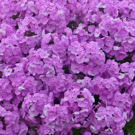 /images/plants/Phlox_Fashionably_Early_Princess.jpg