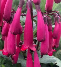 /images/plants/Phygelius_Colorburst_Rose.jpg
