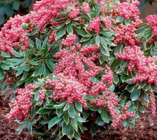 /images/plants/Pieris_Polar_Passion.jpg