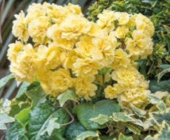 /images/plants/Primula_Pretty_Polly_Buttercream.jpg