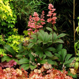 /images/plants/Rodgersia_Bronze_Peacock.jpg