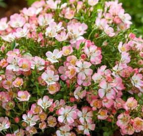 /images/plants/Rosa_Cutie_Pie.jpg