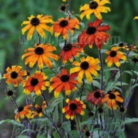 /images/plants/Rudbeckia_Prairie_Glow.jpg