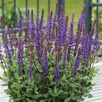 /images/plants/Salvia_Caradonna_Compact.jpg