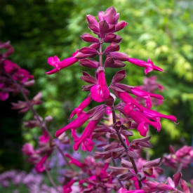 /images/plants/Salvia_Love_and_Wishes.jpg