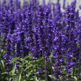 /images/plants/Salvia_Victoria_Blue.jpg