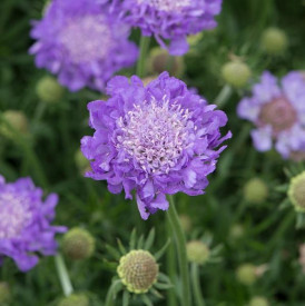 /images/plants/Scabiosa_Mariposa_Blue.jpg