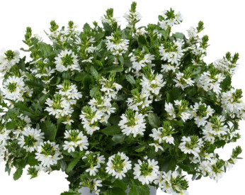 /images/plants/Scaevola-aemula-Fancy-White.jpg