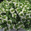 /images/plants/Scaevola_Surdiva_Snow_Blanket.jpg