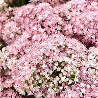 /images/plants/Sedum_SunSparkler_Lime_Twister.jpg