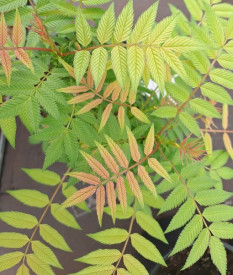 /images/plants/Sorbaria_Sem.jpg