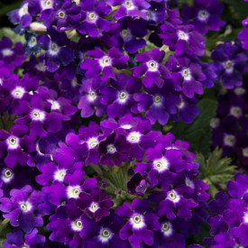 /images/plants/Verbena_Showboat_Midnight.jpg