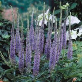 /images/plants/Veronicastrum_Apollo.jpg