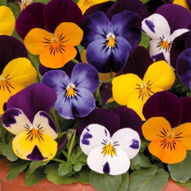 /images/plants/Viola_Sorbet_Jump_Up_Mixed.jpg