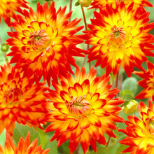 /images/plants/dahlia_karma_bonbini.jpg