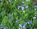 /images/plants/AMSONIA-BLUE-ICE.jpg