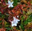 /images/plants/Abelia_Kalidoscope.jpg