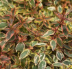 /images/plants/Abelia_Tricolor_Charm.jpg