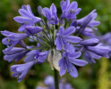 /images/plants/Agapanthus-Ever-Sapphire.jpg
