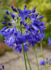 /images/plants/Agapanthus-Flower-of-Love.jpg