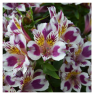 /images/plants/Alstroemeria_Inca__Magic_.png