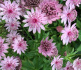 /images/plants/Astrantia_Rose_Symphony.jpg