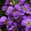 /images/plants/Aubrieta_Katie_Blue.jpg