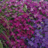 /images/plants/Aubrieta_Katie_Mix.jpg