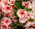 /images/plants/Azalea_Autumn_Starburst.jpg