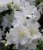 /images/plants/Azalea_Pure_White.jpg