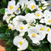 /images/plants/Begonia_Quick_White.jpg
