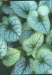 /images/plants/Brunnera_macrophylla____Jack_Frost___.jpg