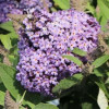 /images/plants/Buddleja_Lila_Sweetheart.jpg