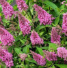 /images/plants/Buddleja_Little_Pink.jpg