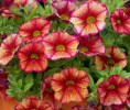 /images/plants/Calibrachoa-Can-Can-Oriental.jpg
