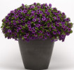 /images/plants/Calibrachoa_Cabaret_Dark_Blue.JPG