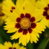 /images/plants/Coreopsis_Sunkiss.jpg
