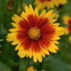 /images/plants/Coreopsis_UpTick_Gold_and_Bronze.jpg