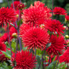 /images/plants/Dahlia_Bergers_Record.jpg