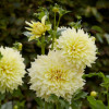 /images/plants/Dahlia_Kelvin_Floodlight.jpg